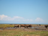 20190903-IMG 0840 : 2019, Mongolei, Mongolia
