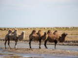 20190903-IMG 0841 : 2019, Mongolei, Mongolia