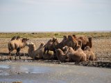 20190903-IMG 0842 : 2019, Mongolei, Mongolia