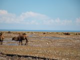 20190903-IMG 0844 : 2019, Mongolei, Mongolia