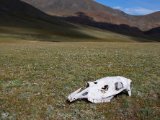 20190904-IMG 1108 : 2019, Mongolei, Mongolia