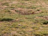20190905-IMG 1159 : 2019, Mongolei, Mongolia