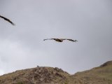 20190905-IMG 1240 : 2019, Mongolei, Mongolia