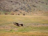 20190905-IMG 1248 : 2019, Mongolei, Mongolia