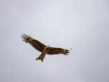 20190905-IMG 1264 : 2019, Mongolei, Mongolia
