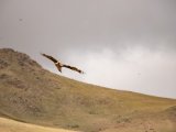 20190905-IMG 1267 : 2019, Mongolei, Mongolia