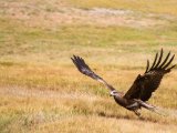 20190905-IMG 1277 : 2019, Mongolei, Mongolia