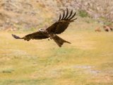 20190905-IMG 1278 : 2019, Mongolei, Mongolia