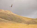 20190905-IMG 1295 : 2019, Mongolei, Mongolia