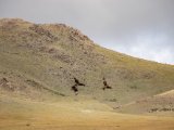 20190905-IMG 1365 : 2019, Mongolei, Mongolia