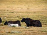 20190905-IMG 1375 : 2019, Mongolei, Mongolia