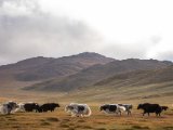 20190905-IMG 1376 : 2019, Mongolei, Mongolia