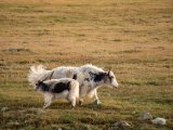 20190905-IMG 1378 : 2019, Mongolei, Mongolia