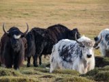 20190905-IMG 1385 : 2019, Mongolei, Mongolia