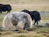 20190905-IMG 1393 : 2019, Mongolei, Mongolia
