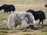 20190905-IMG 1395 : 2019, Mongolei, Mongolia