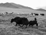 20190905-IMG 1397 : 2019, Mongolei, Mongolia