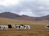 20190905-IMG 1398 : 2019, Mongolei, Mongolia