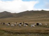 20190905-IMG 1399 : 2019, Mongolei, Mongolia