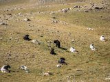 20190906-IMG 1445 : 2019, Mongolei, Mongolia