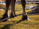 20190907-IMG 1460 : 2019, Mongolei, Mongolia