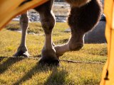 20190907-IMG 1461 : 2019, Mongolei, Mongolia