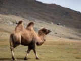 20190909-IMG 1639 : 2019, Mongolei, Mongolia
