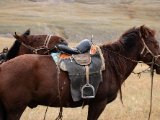 20190910-IMG 1647 : 2019, Mongolei, Mongolia