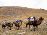 20190910-IMG 1665 : 2019, Mongolei, Mongolia