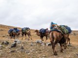 20190910-IMG 1666 : 2019, Mongolei, Mongolia