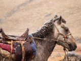 20190911-IMG 1685 : 2019, Mongolei, Mongolia