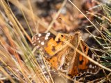 20190911-IMG 1715 : 2019, Mongolei, Mongolia