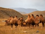 20190911-IMG 1849 : 2019, Mongolei, Mongolia