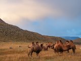 20190911-IMG 1852 : 2019, Mongolei, Mongolia