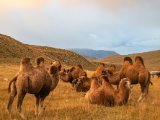 20190911-IMG 1854 : 2019, Mongolei, Mongolia