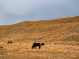 20190911-IMG 1855 : 2019, Mongolei, Mongolia