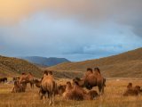 20190911-IMG 1862 : 2019, Mongolei, Mongolia