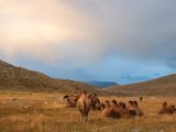 20190911-IMG 1864 : 2019, Mongolei, Mongolia