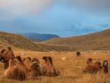 20190911-IMG 1866 : 2019, Mongolei, Mongolia