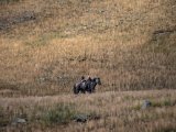 20190914-IMG 1972 : 2019, Mongolei, Mongolia