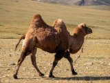 20190915-IMG 2035 : 2019, Mongolei, Mongolia
