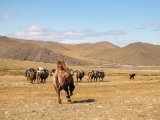 20190915-IMG 2036 : 2019, Mongolei, Mongolia
