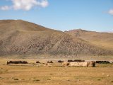 20190915-IMG 2046 : 2019, Mongolei, Mongolia