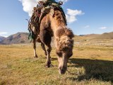 20190915-IMG 2051 : 2019, Mongolei, Mongolia