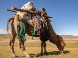 20190915-IMG 2055 : 2019, Mongolei, Mongolia