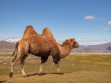 20190915-IMG 2058 : 2019, Mongolei, Mongolia