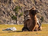 20190915-IMG 2059 : 2019, Mongolei, Mongolia