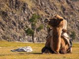 20190915-IMG 2060 : 2019, Mongolei, Mongolia