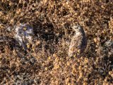 20190916-IMG 2378 : 2019, Mongolei, Mongolia