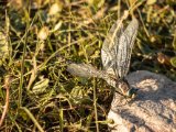 20190916-IMG 2394 : 2019, Mongolei, Mongolia